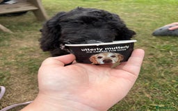 Mixed Breed dogs for sale: Beautiful little girl for sale  - Image 4