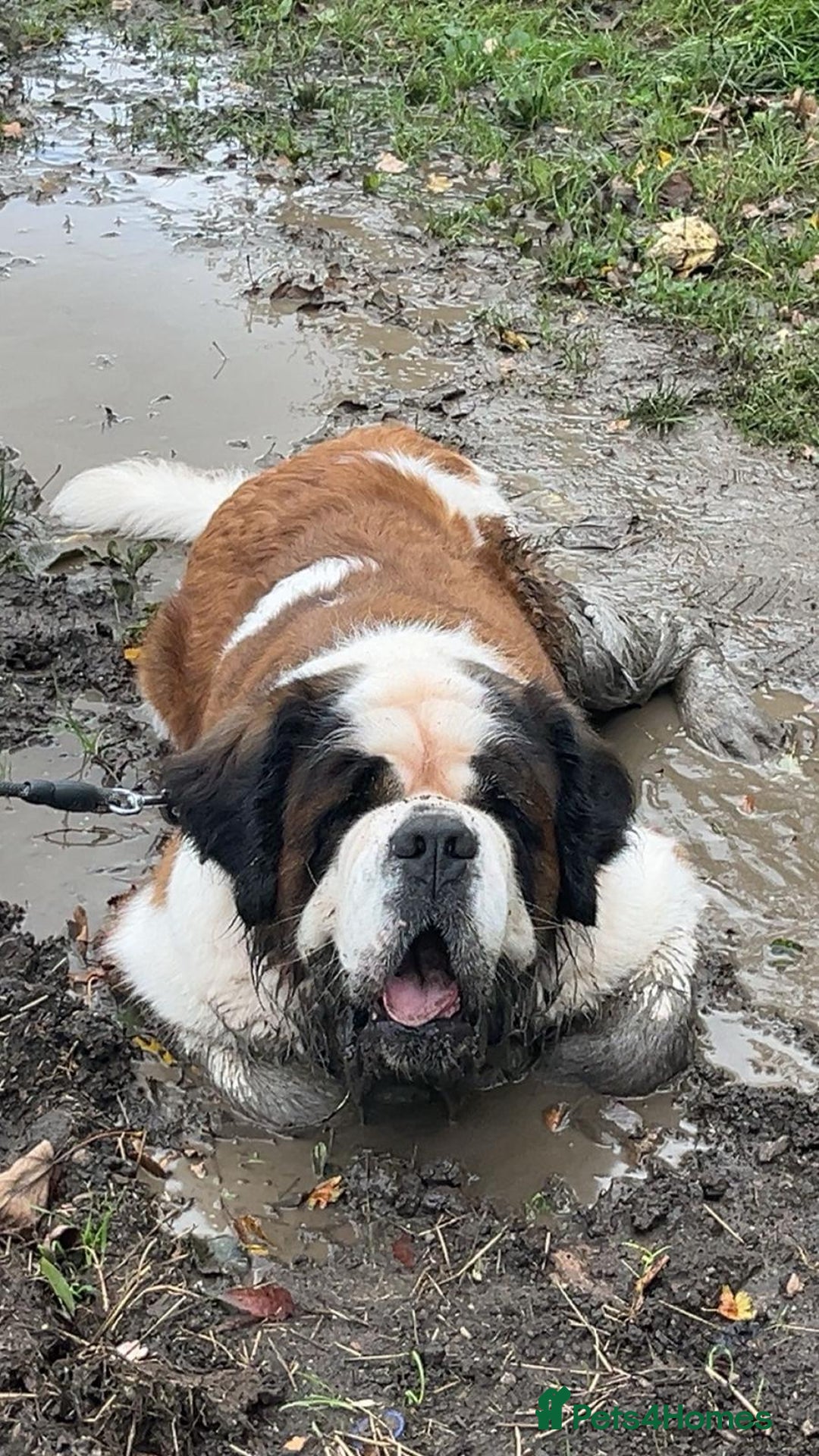 Saint Bernard dogs for sale: Oakley - Advert 1