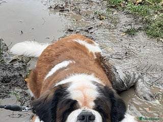 Saint Bernard dogs Oakley - Advert 1