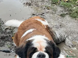 Saint Bernard dogs Oakley - Advert 11