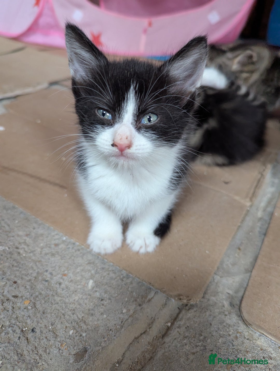 Domestic Shorthair cats for sale: 4 Playful Kittens Ready for Loving Homes!  - Image 4