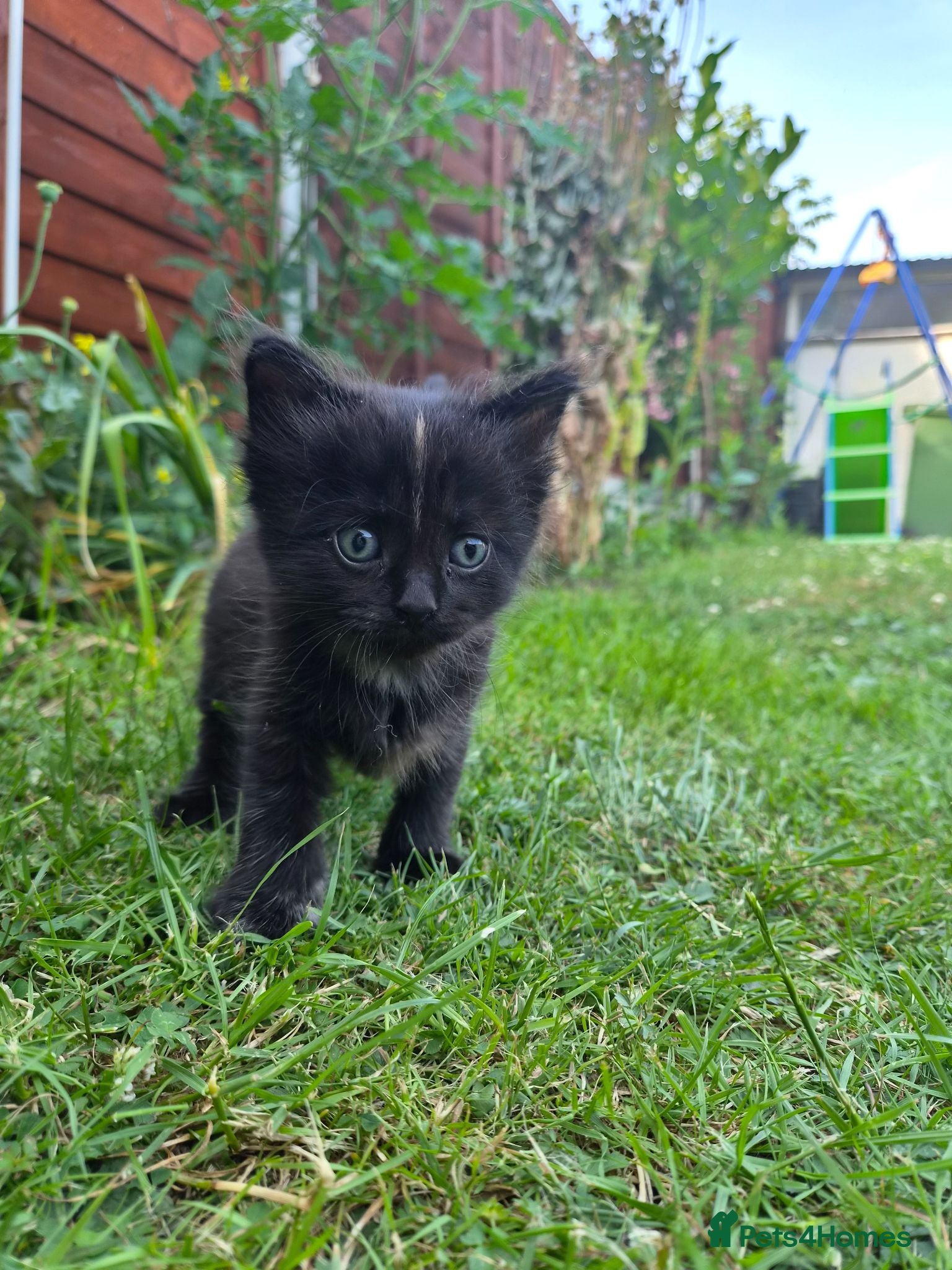 Mixed Breed cats Kittens  - Advert 6