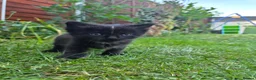 Mixed Breed cats for sale: Kittens  - Advert 1