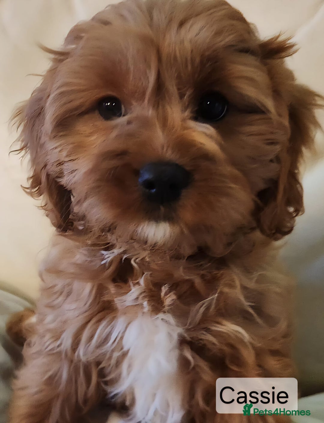 Cavapoo dogs for sale: Miniature Cavapoo Puppies – Home Reared !!! - Advert 9