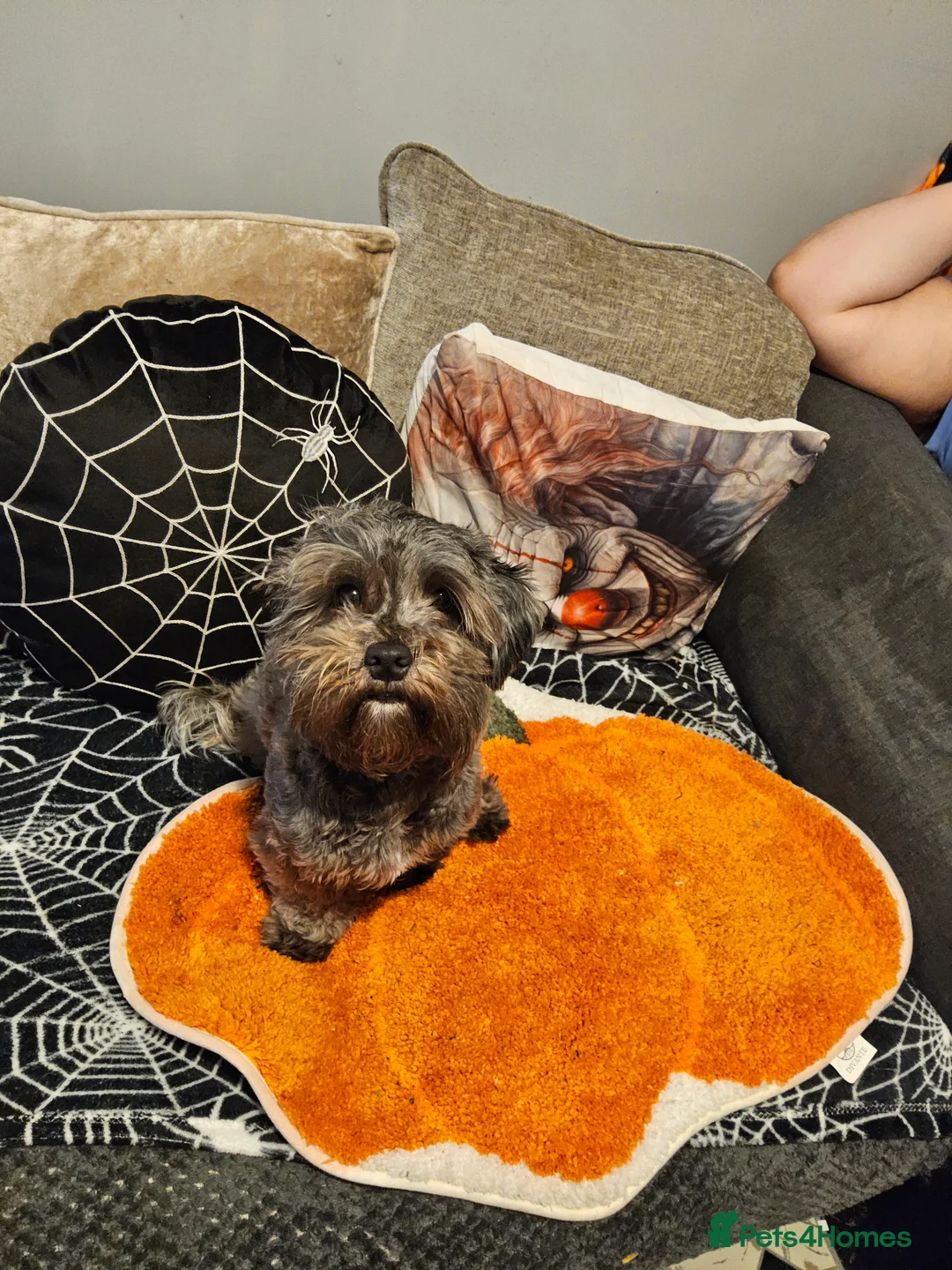 Mixed Breed dogs for sale: Female shit poo dog  in Wakefield - Advert 7