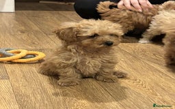 Cavapoo dogs for sale: F1b toy cavapoos  - Image 8