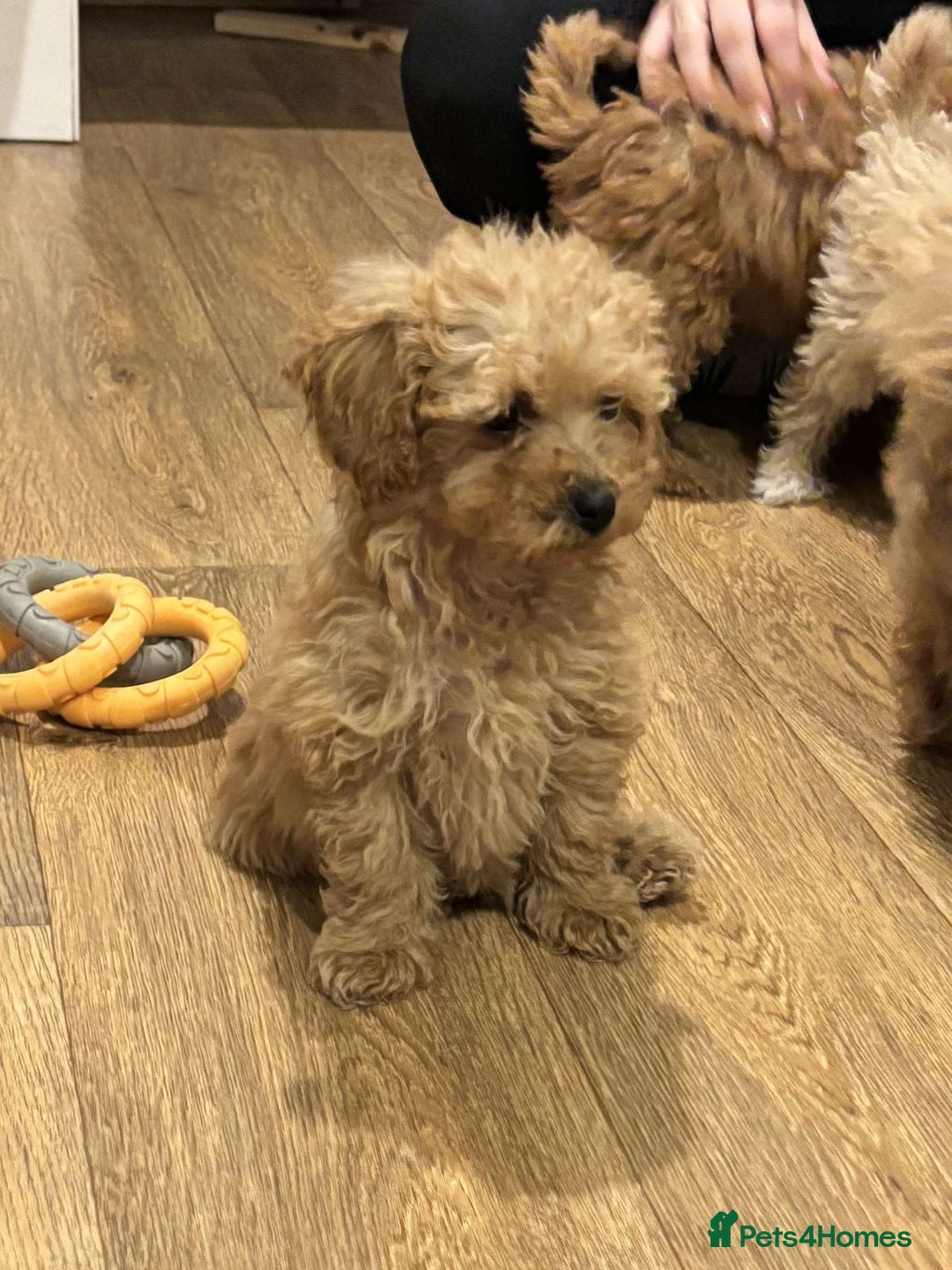 Cavapoo dogs for sale: F1b toy cavapoos  - Image 8