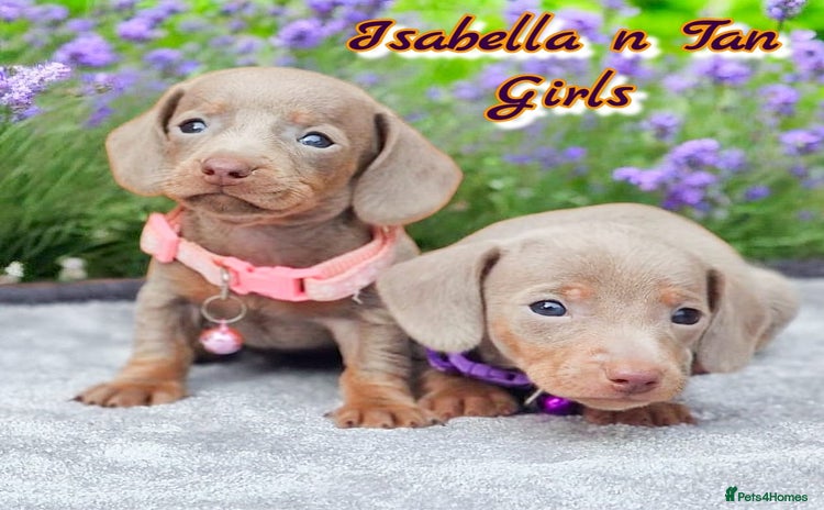 Dachshund dogs - Advert 16