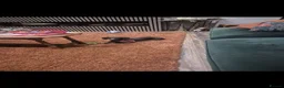 Dachshund dogs for sale: KC Registerd miniture daushands - Advert 8