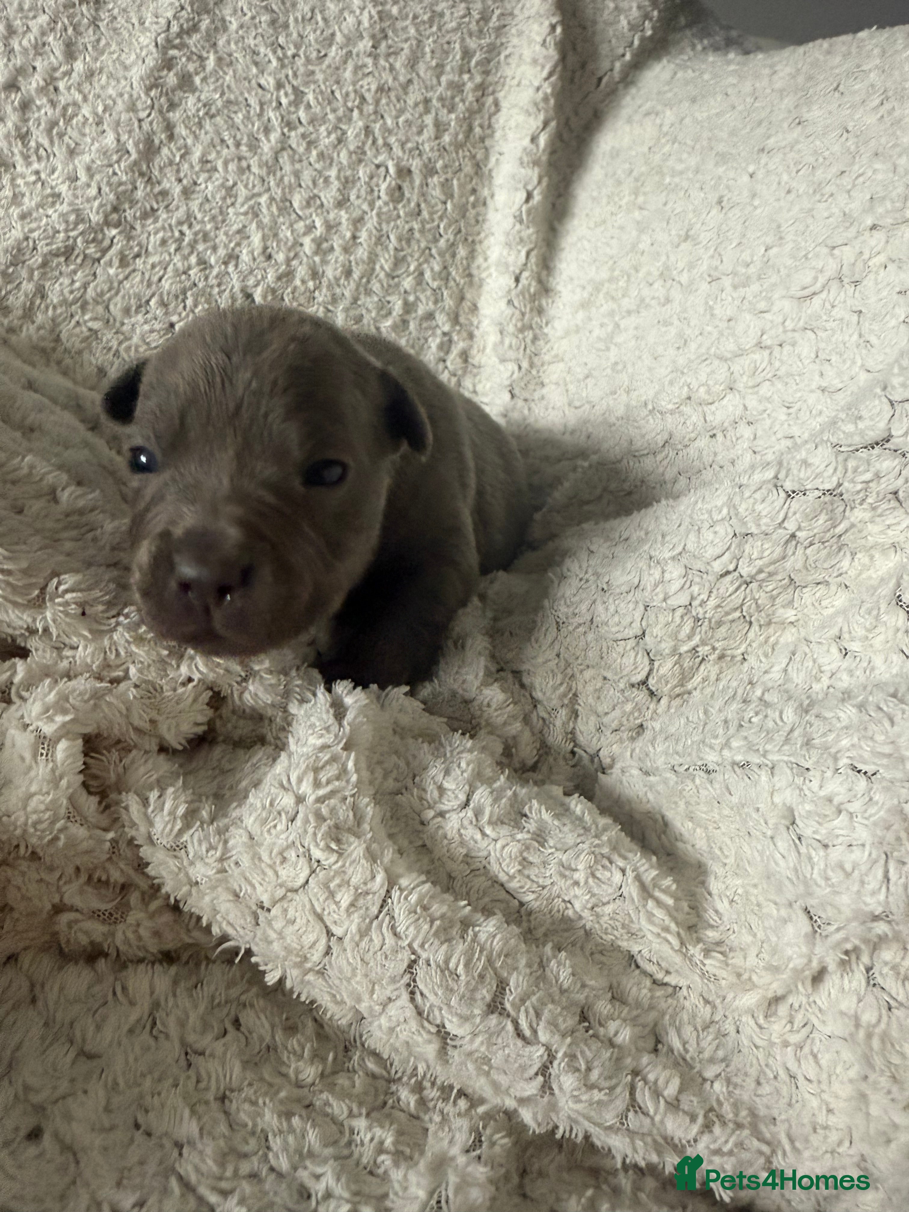 Staffordshire Bull Terrier dogs Six blue and black Staffordshire bull terriers  - Advert 1