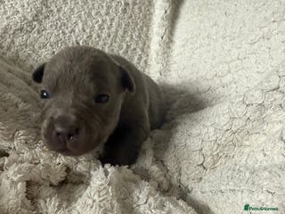 Staffordshire Bull Terrier dogs Six blue and black Staffordshire bull terriers - Advert 3