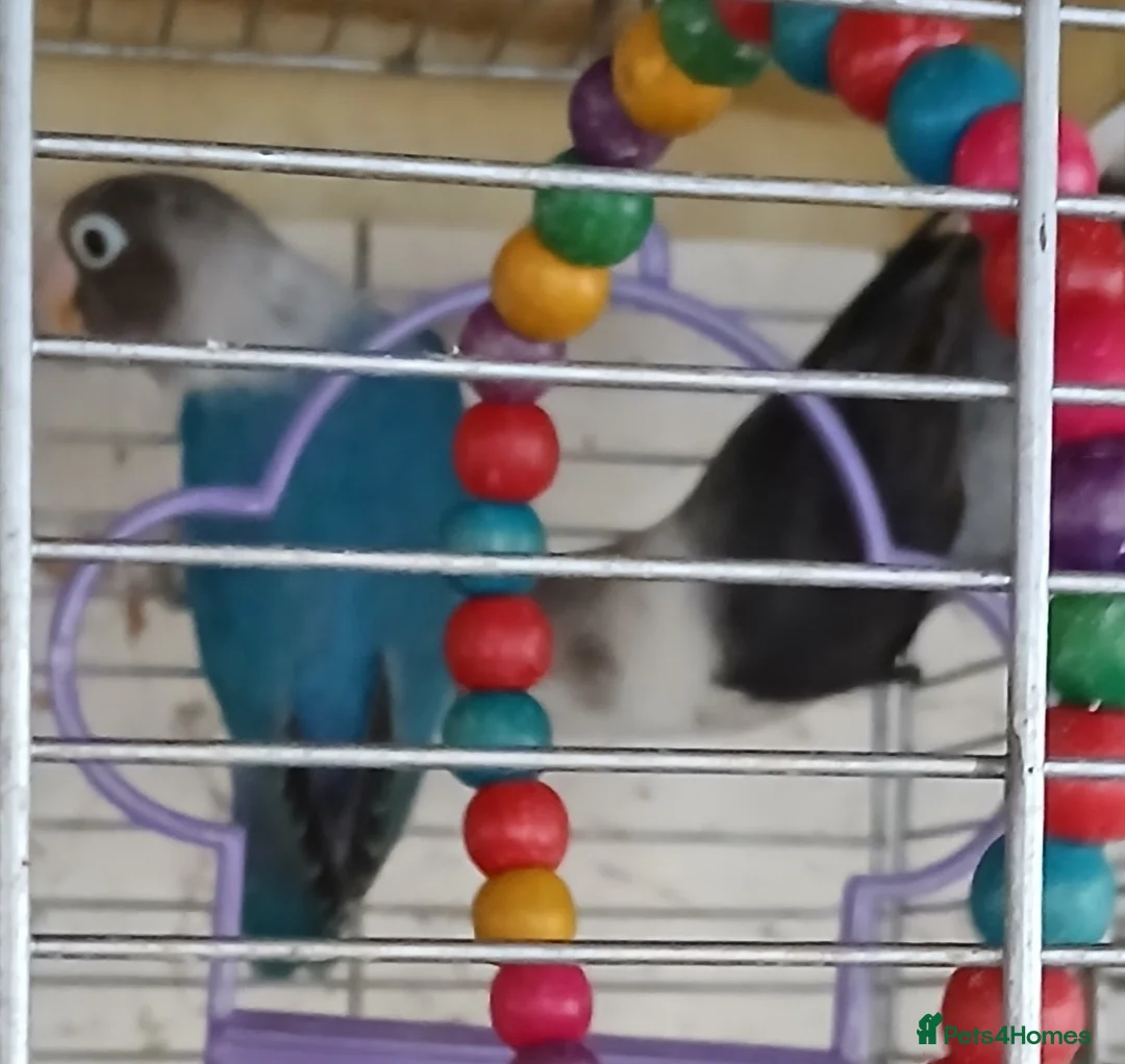 Lovebirds birds for sale: Lovebirds dna'd fischers lovebirds  - Advert 2