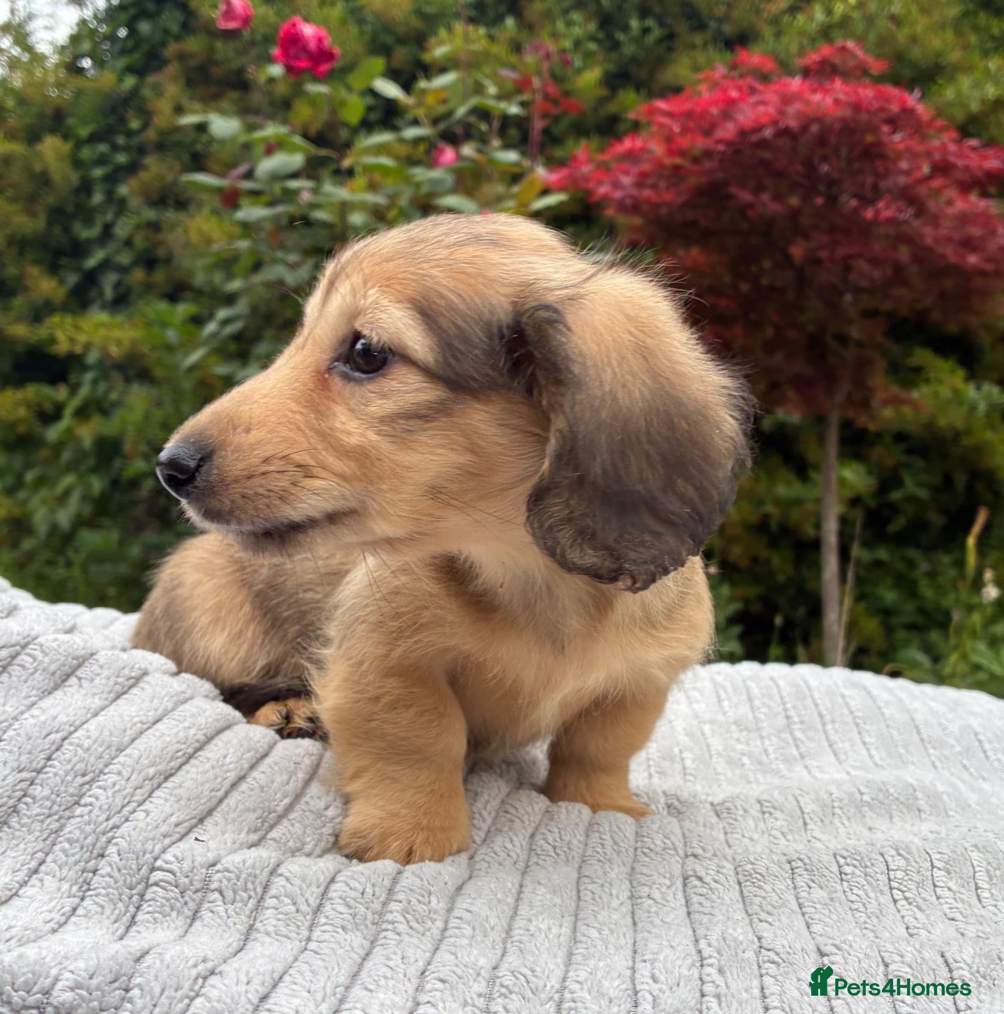 Miniature Dachshund dogs GORGEOUS KC reg PRA CLEAR MINI DACHSHUND PUPPIES - Advert 2