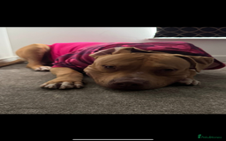 American Bulldog dogs for sale: Handsome and super active boy for rehoming - Image 13