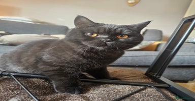 British Shorthair cats in Sowerby Bridge - Advert 2