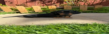 Miniature Dachshund 2