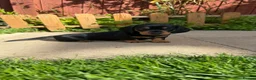 Miniature Dachshund dogs for sale: Miniature short haired Dachshund Puppy’s - Advert 37