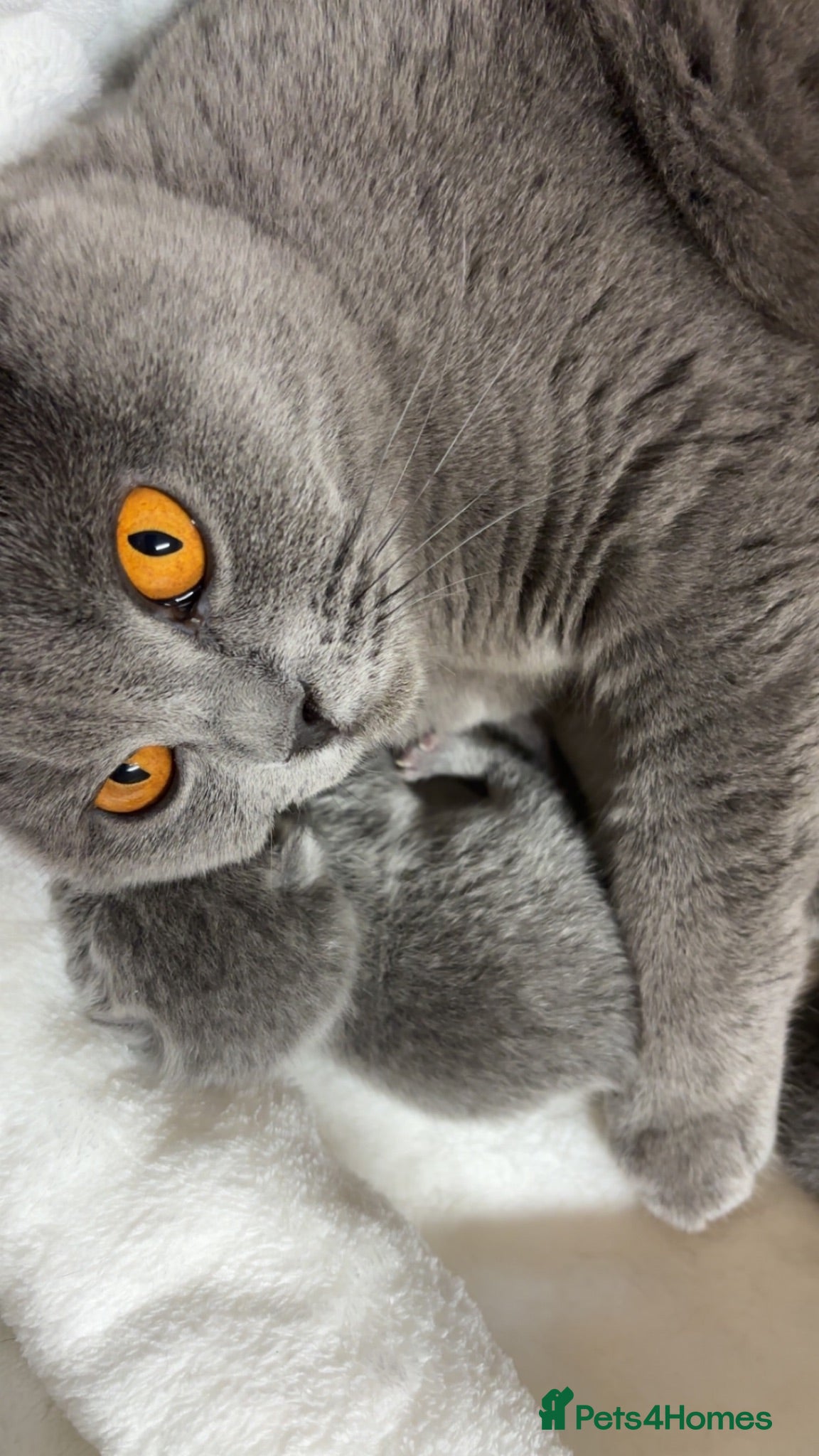 British Shorthair cats 💙 Gorgeous GCCF Registered BSH Blue Male Kitten - Advert 1