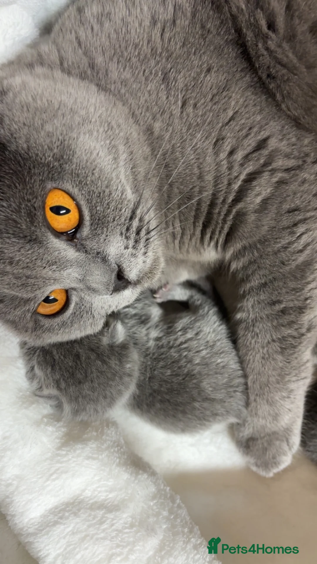 British Shorthair cats for sale: 💙 Gorgeous GCCF Registered BSH Blue Male Kitten - Advert 1