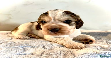 Cocker Spaniel dogs Fully health tested KC Cocker Spaniel puppies - Advert 2