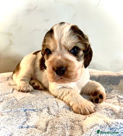 Cocker Spaniel dogs - Advert 1