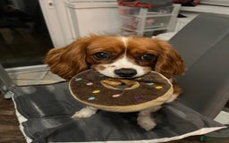 Cavalier King Charles Spaniel dogs for sale: Female Cav King Charles Spaniel - to rehome - Image 4