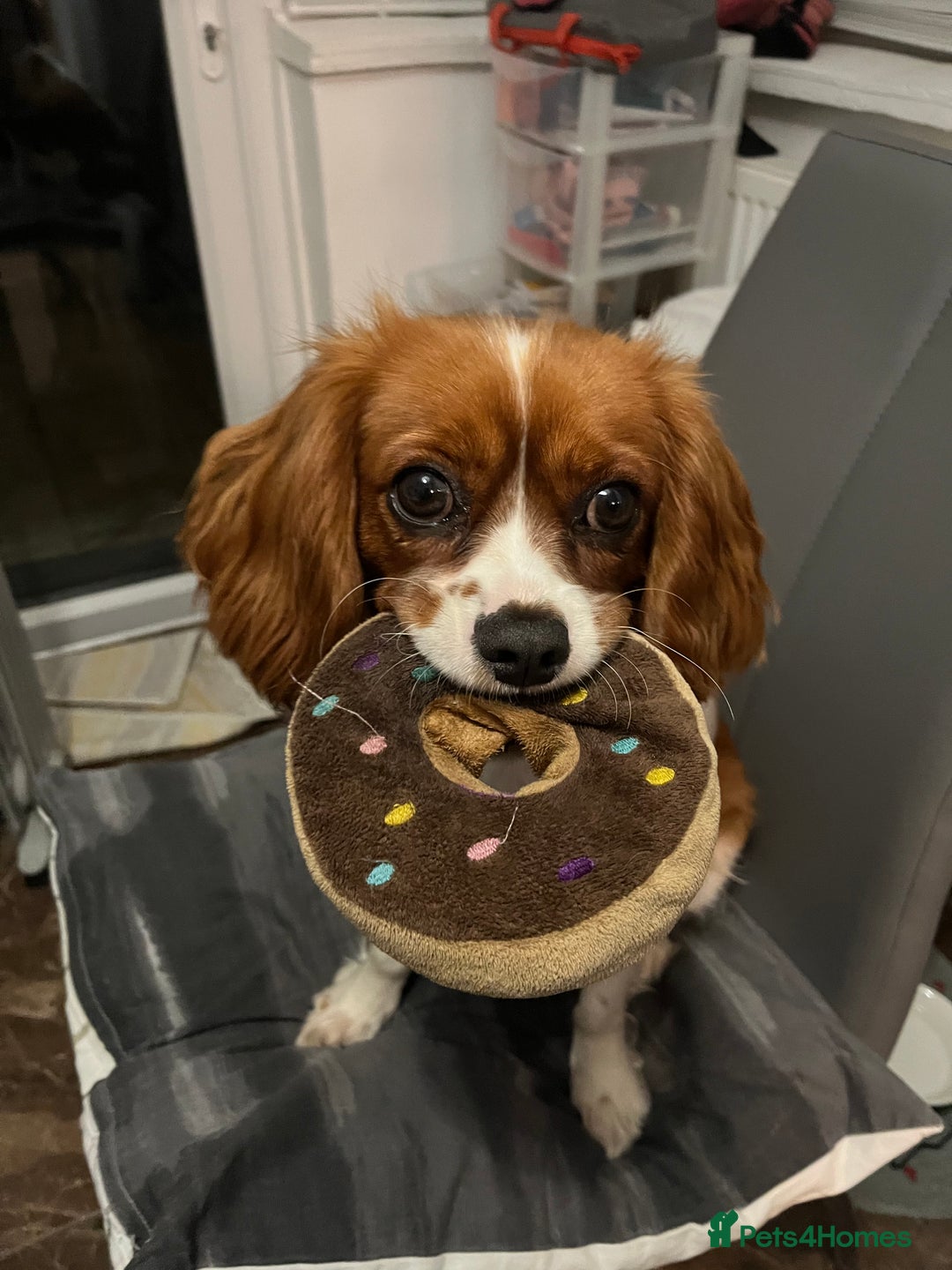 Cavalier King Charles Spaniel dogs for sale: Female Cav King Charles Spaniel - to rehome - Image 4