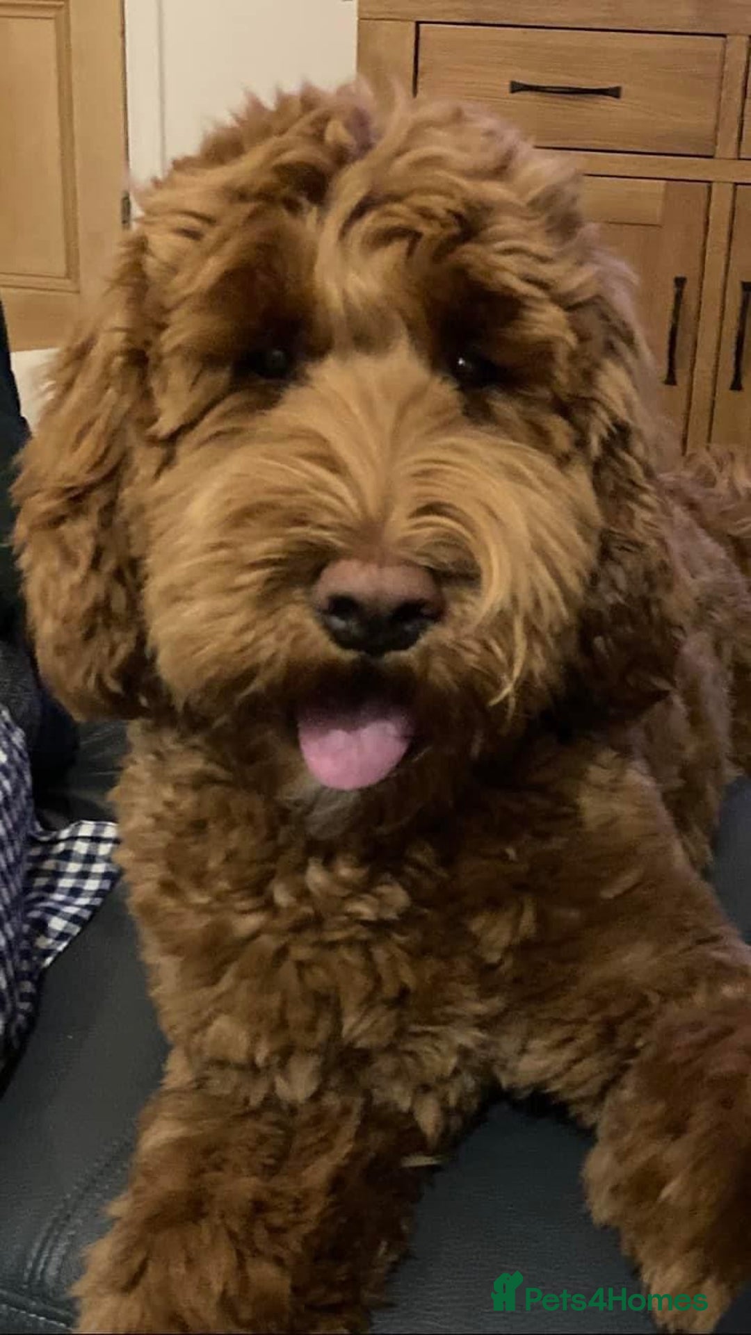Goldendoodle dogs for sale: Multigenerational Puppies Licensed and Tested - Image 11