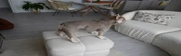 French Bulldog dogs for stud: KC Registered Isabella & Tan French Bulldog – Stud in Barking - Advert 3