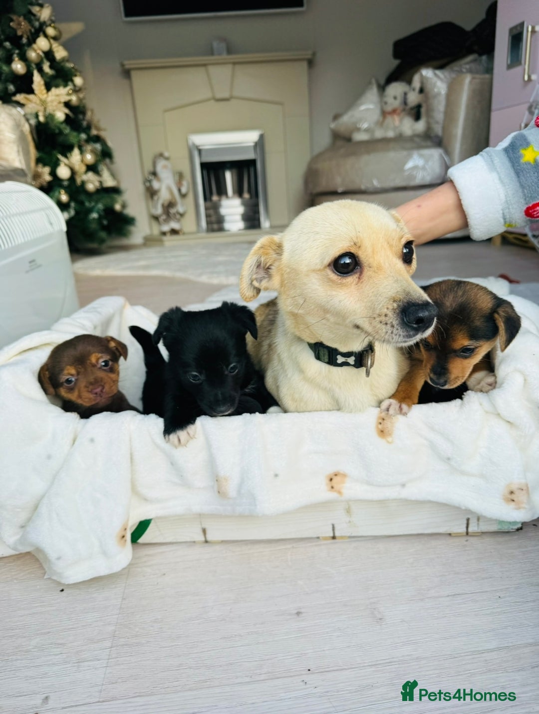 Patterjack dogs for sale: Beautiful patterjack puppies  - Advert 14