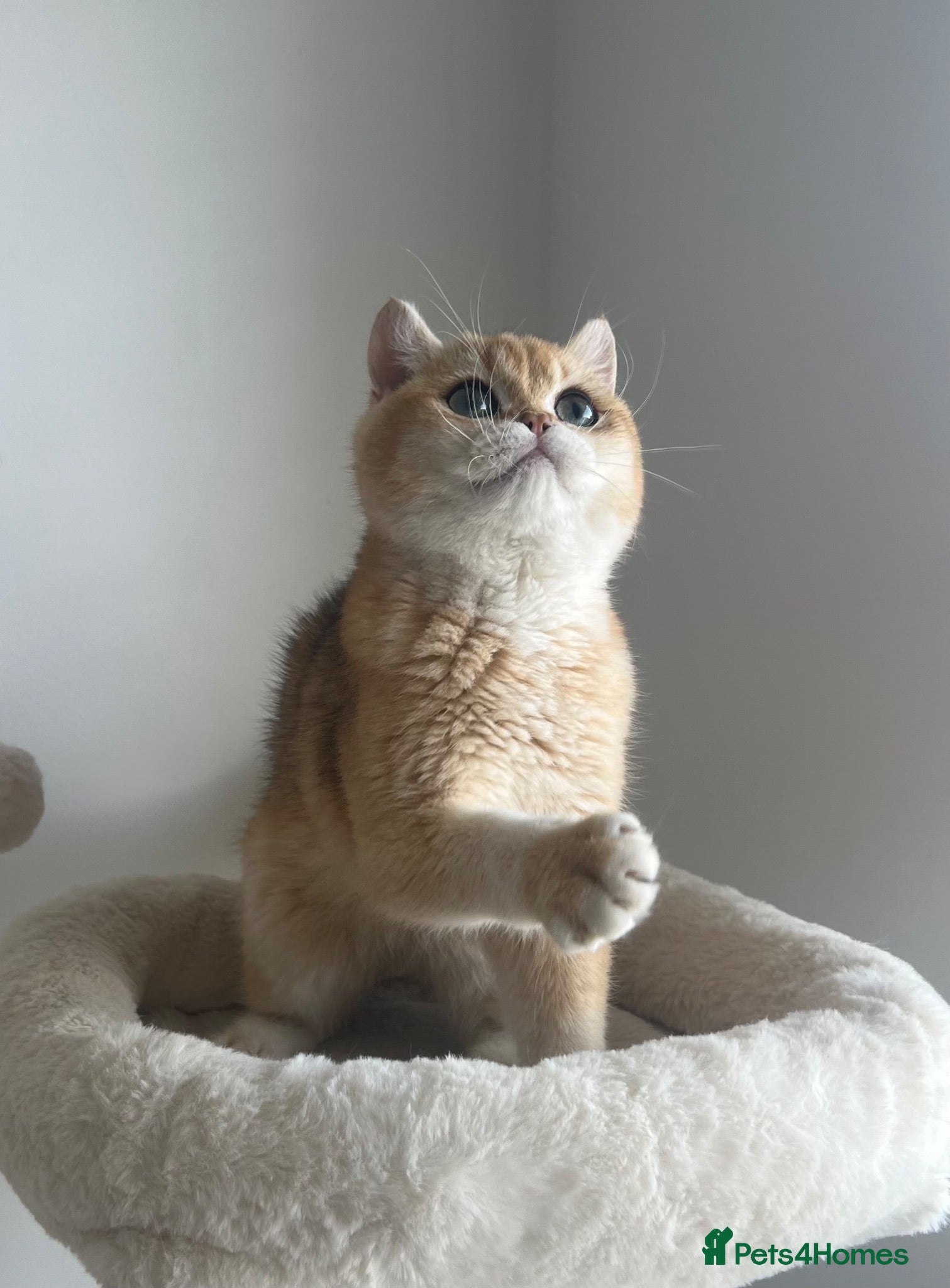 British Shorthair cats 6 Month Ny12 Golden BSH Boy from European Parents - Advert 1