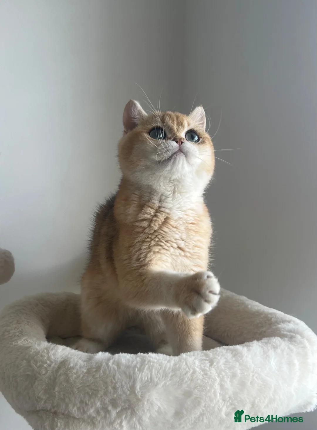 British Shorthair cats for sale: 6 Month Ny12 Golden BSH Boy from European Parents - Advert 1
