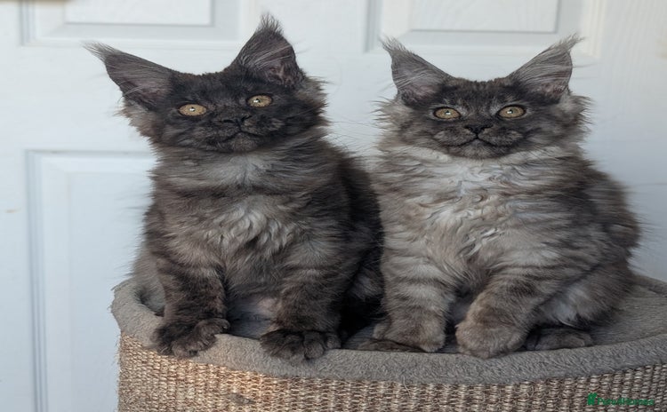 Maine Coon cats - Advert 9