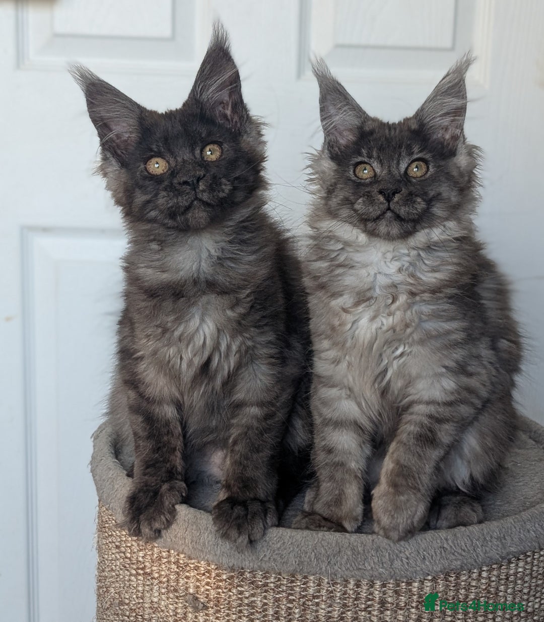 Maine Coon cats for sale: Maine coon kittens, Tica registered  - Image 1