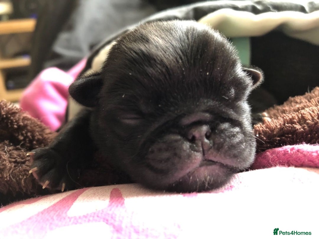 Pug dogs for stud: KC reg silver pug for stud  in Wolverhampton - Image 7