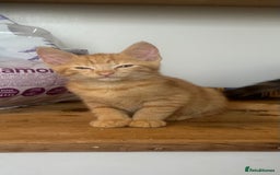 Domestic Shorthair cats for sale: Nwf cross - Image 7