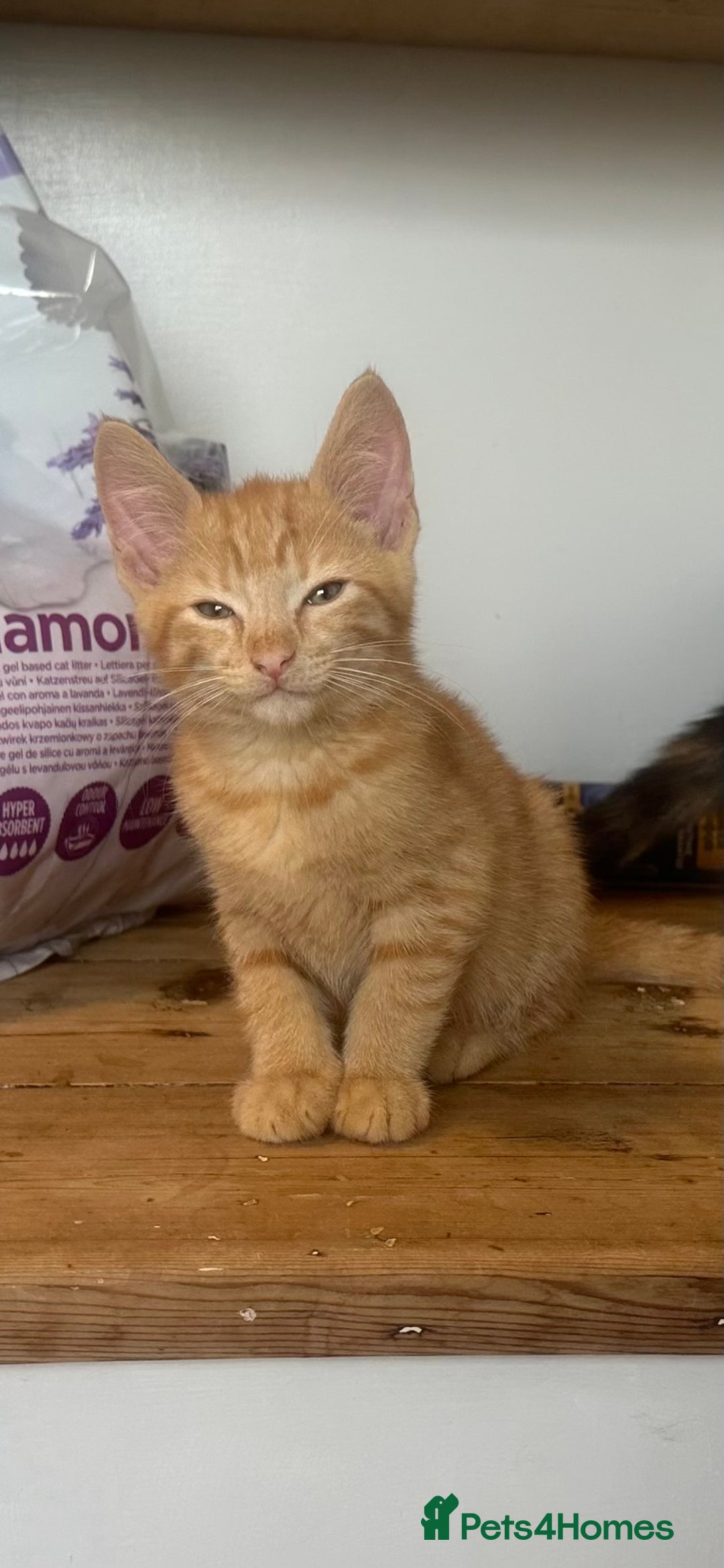Domestic Shorthair cats for sale: Nwf cross - Image 7