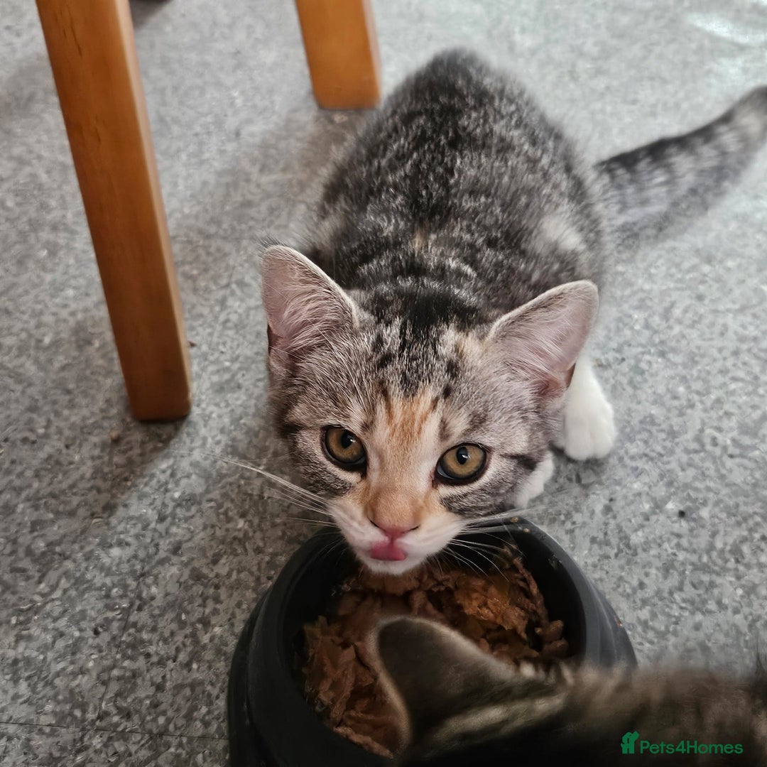Persian cats for sale: 2 loving Persian Kittens for sale  - Image 20