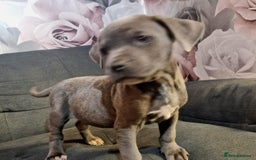 Mixed Breed dogs for sale: READY TO LEAVE NOW chunky mastiff puppies - Image 1