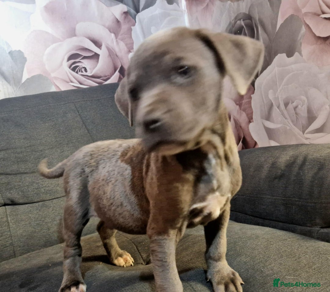 Mixed Breed dogs for sale: READY TO LEAVE NOW chunky mastiff puppies - Image 1