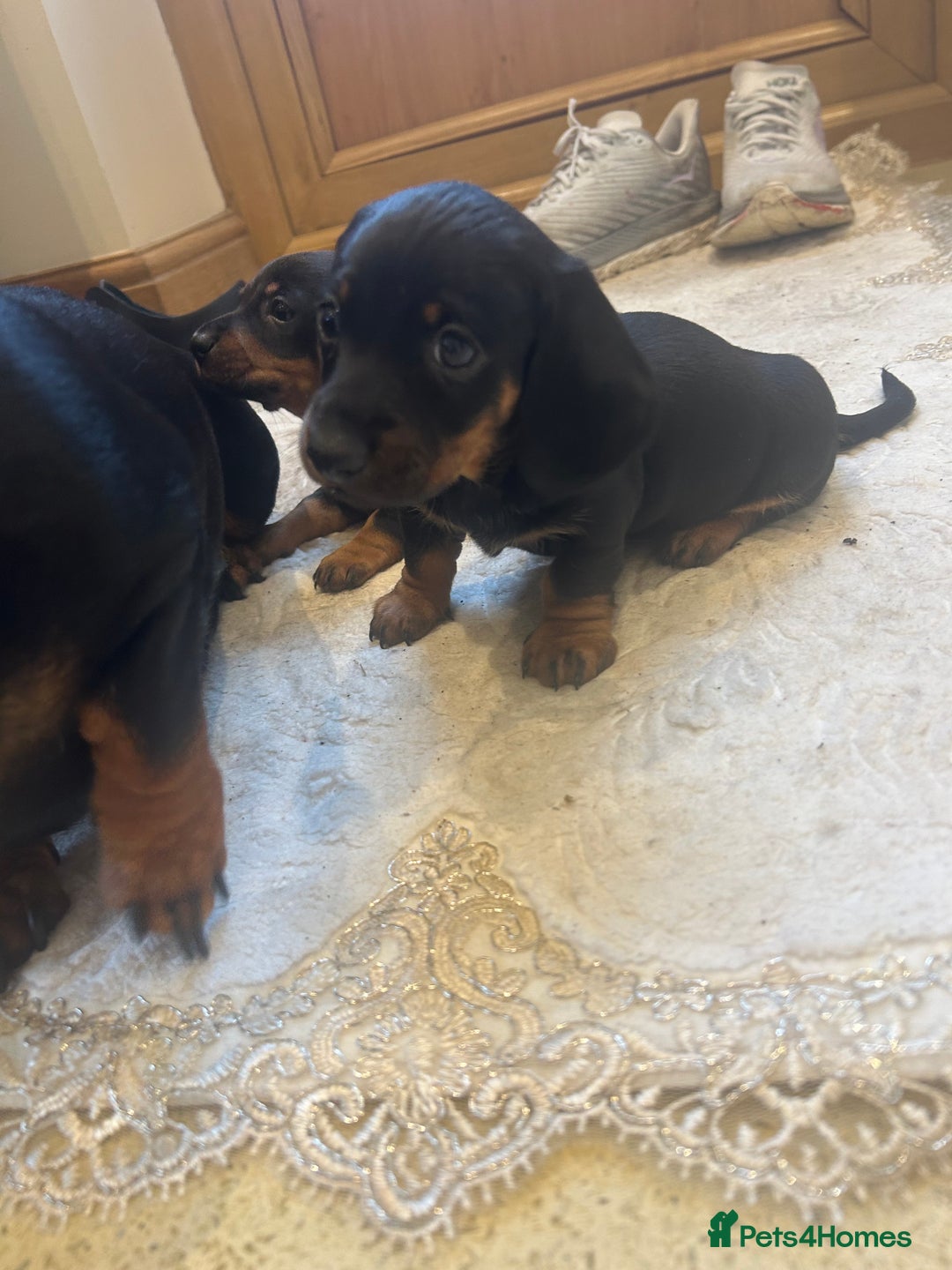 Dachshund dogs for sale: 4 beautiful puppies 2 girls 2 boys blk and tan  - Advert 6