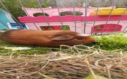 Guinea Pig rodents for sale: 2 Male Guinea Pigs  - Image 2