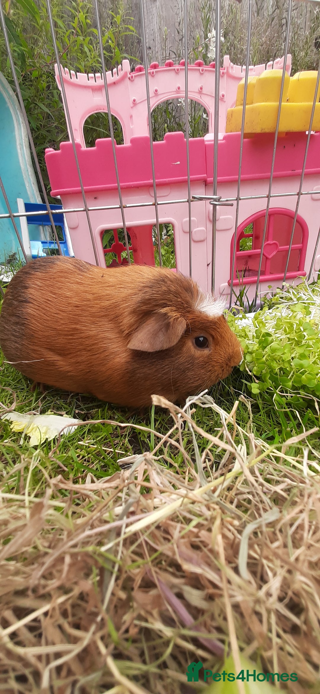 Guinea Pig rodents for sale: 2 Male Guinea Pigs  - Image 2