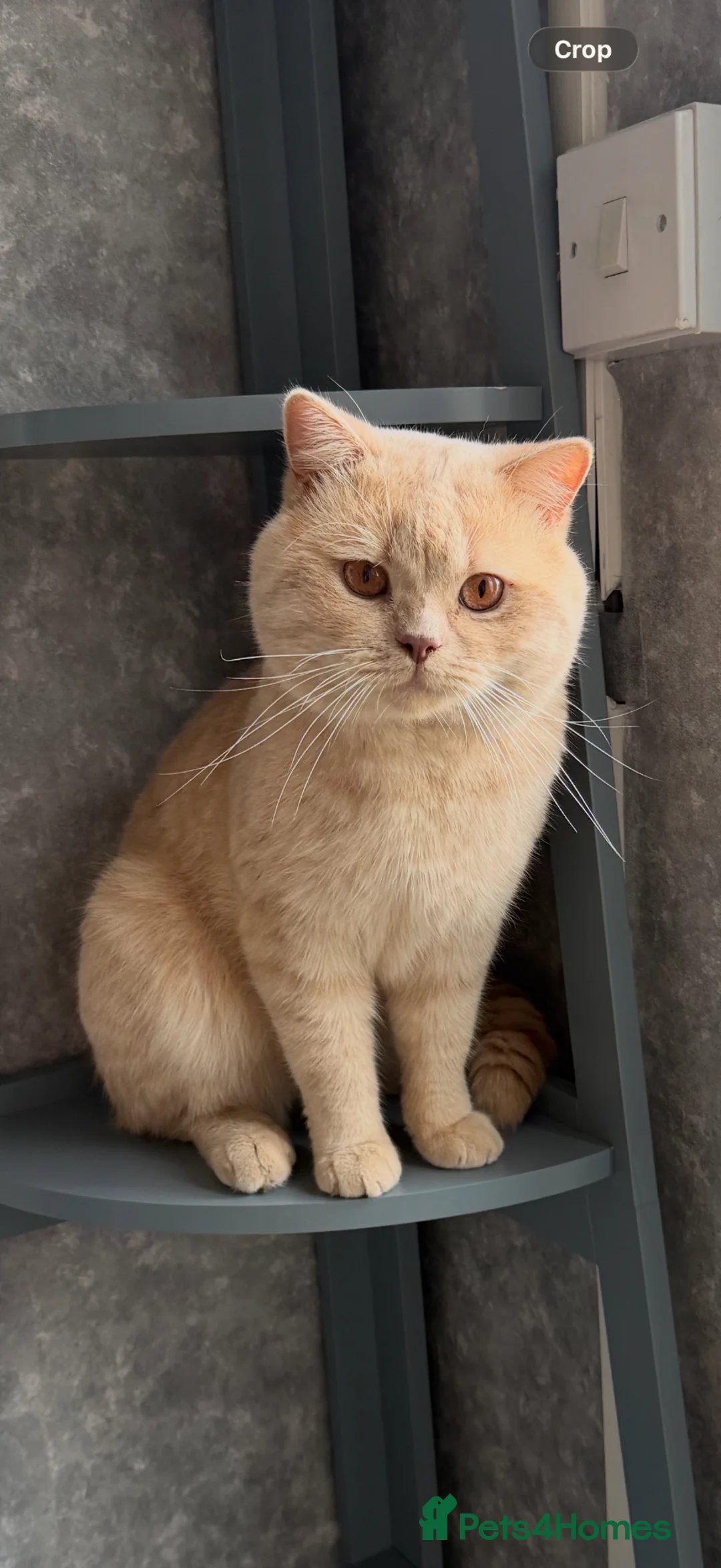 British Shorthair cats for sale: British short hair kittens - Advert 2
