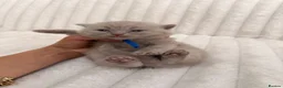 British Shorthair cats for sale:     British Shorthair Kittens Loving Pet Homes - Advert 7