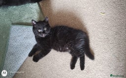 Mixed Breed cats for sale: Gorgeous Black Kitten - Image 10