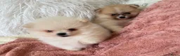 Pomeranian dogs for sale: Snow White Pomeranian for sale - Advert 15