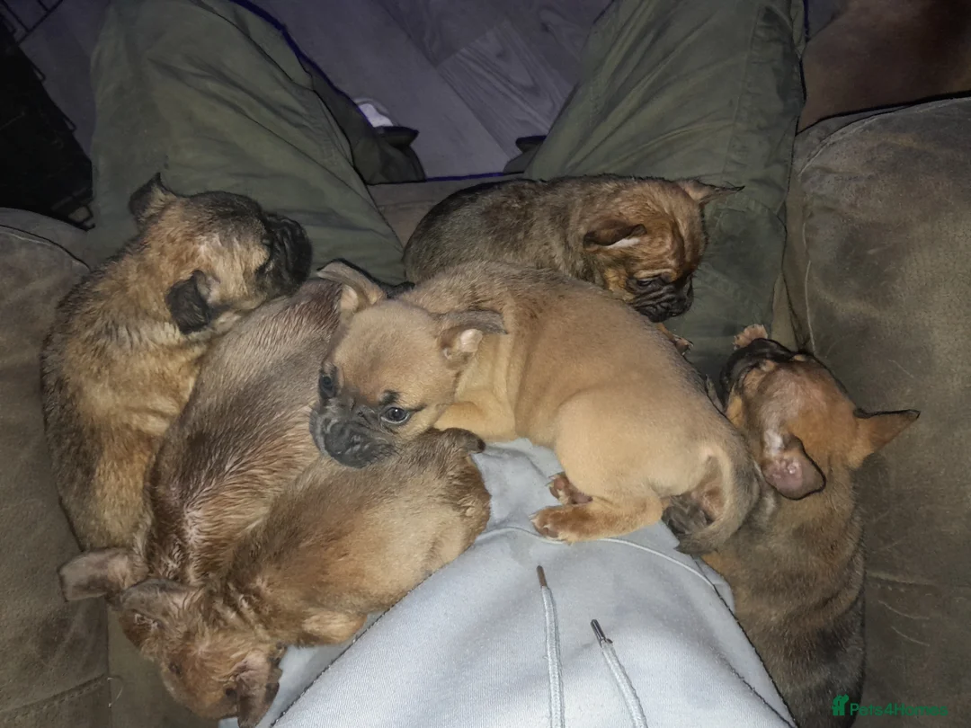 Mixed Breed dogs for sale: French bulldog x - Advert 12