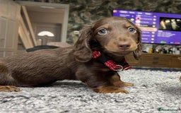 Miniature Dachshund dogs for sale: Last Longhaired miniature dachshund boy  - Image 1