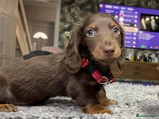 Miniature Dachshund dogs - Advert 16